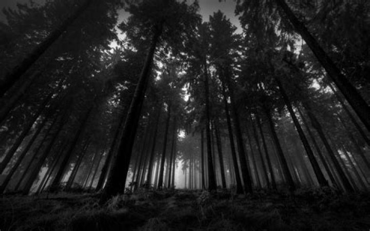 Dark woods