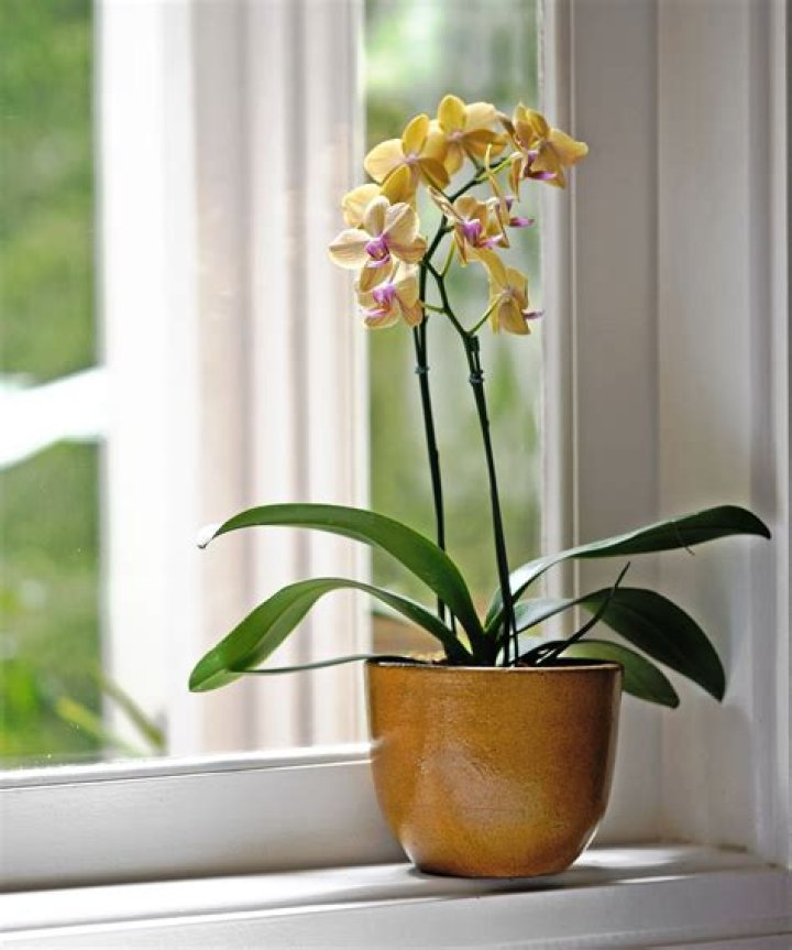 Orchids